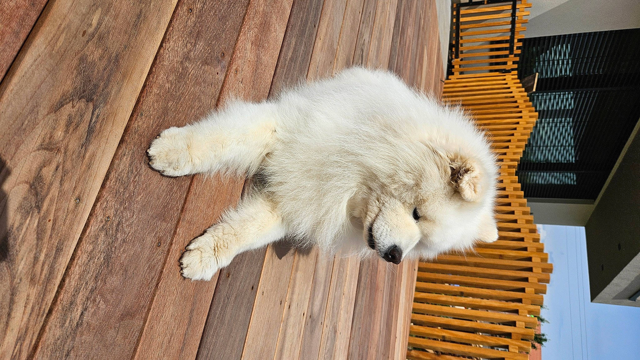 Murphy a rejoint le concours — aidez-le/la à gagner de superbes lots ! canidae, carnivore, companion_dog, dog, dog_breed, fawn, flooring, fur, hardwood, plank, polish_tatra_sheepdog, snout, sporting_group, tail, terrestrial_animal, varnish, whiskers, wood, wood_stain, working_animal