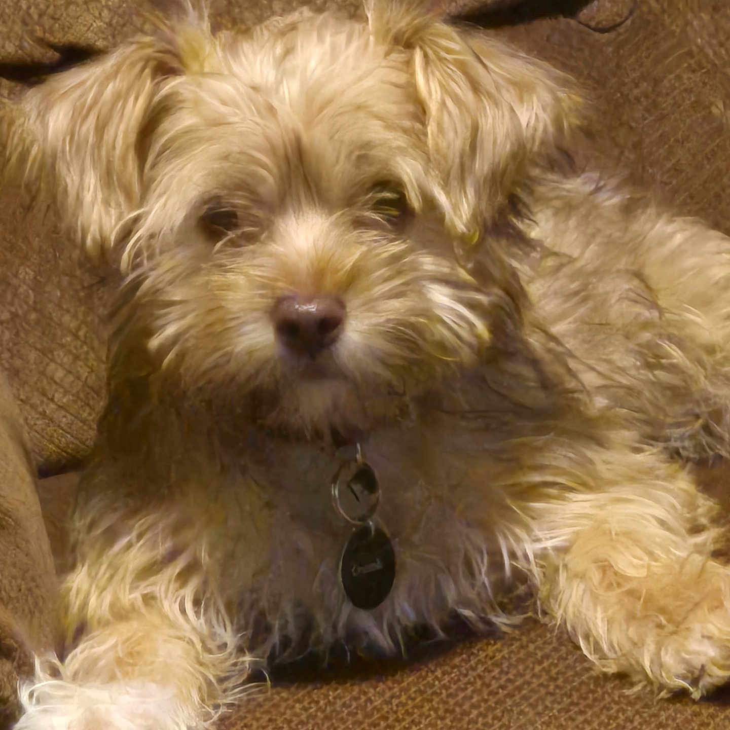 Carmella is registered to the contest to win money with this photo: animal, brown_couch, canine, closeup, collar, companion, cute, dog, domestic_animal, fluffy, friendly, fur, indoor, laying, paw, pet, relaxed, scruffy, tag, texture