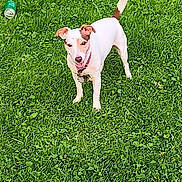 Layla is registered to the contest to win money with this photo: dog, grass, outdoor, pet, can, tire, greenery, animal, collar, happy, nature, playful, lawn, summer, daylight, domestic_animal, fur, ears, tail, standing