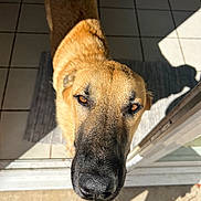 Sunny joined the competition — help win amazing prizes! animal, black_nose, bright, brown_fur, canine, close_up, curious, dog, domestic, doorway, ears, floor_tiles, looking_up, outdoor, pet, portrait, shadow, snout, sunlight, whiskers