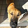 animal, black_nose, bright, brown_fur, canine, close_up, curious, dog, domestic, doorway, ears, floor_tiles, looking_up, outdoor, pet, portrait, shadow, snout, sunlight, whiskers
