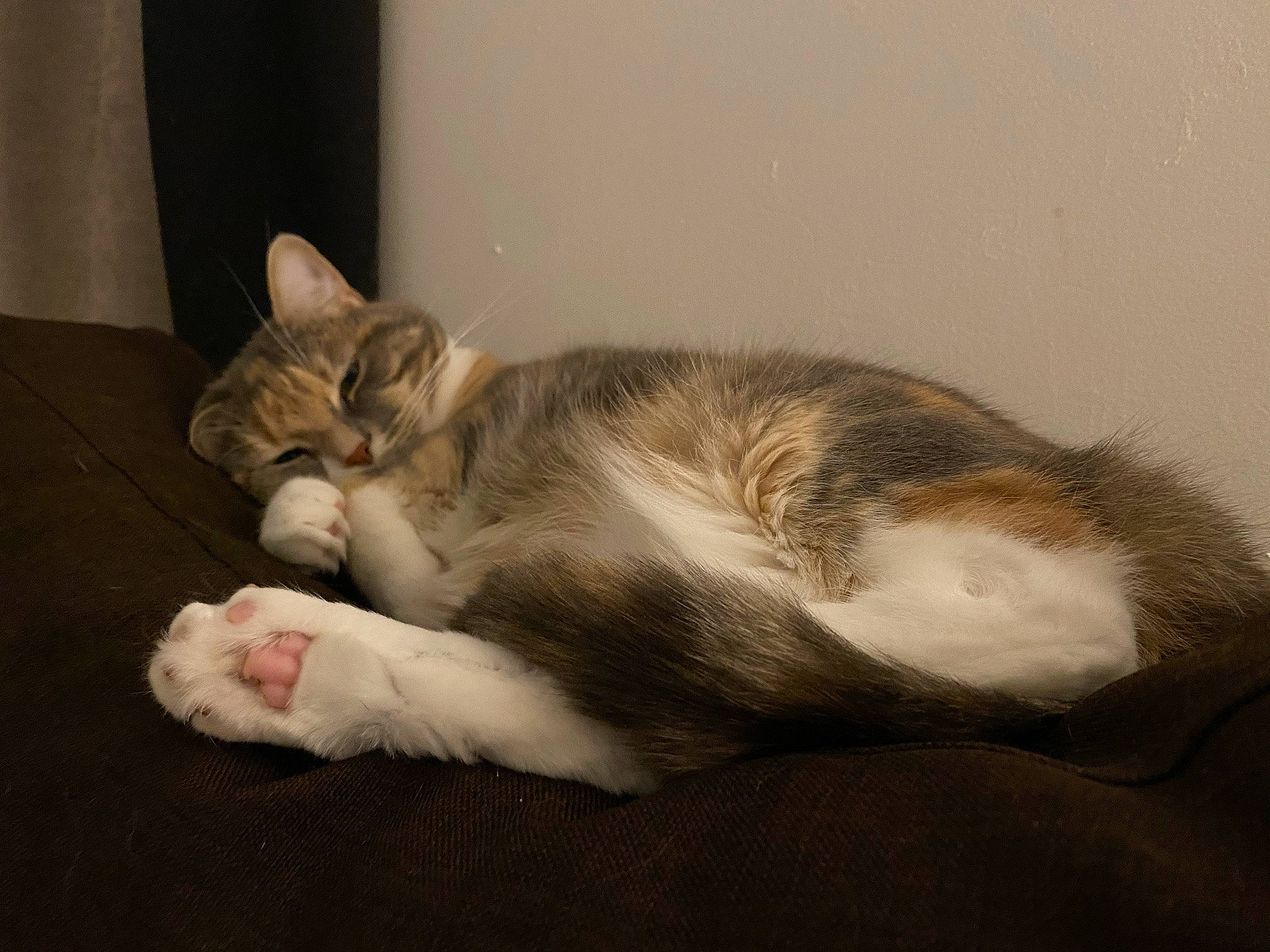 Odile participe au concours pour gagner de l'argent avec cette photo : carnivore, cat, claw, comfort, domestic_short_haired_cat, eye, fawn, felidae, foot, fur, hardwood, leg, nap, paw, sleep, small_to_medium_sized_cats, snout, tail, whiskers, wood