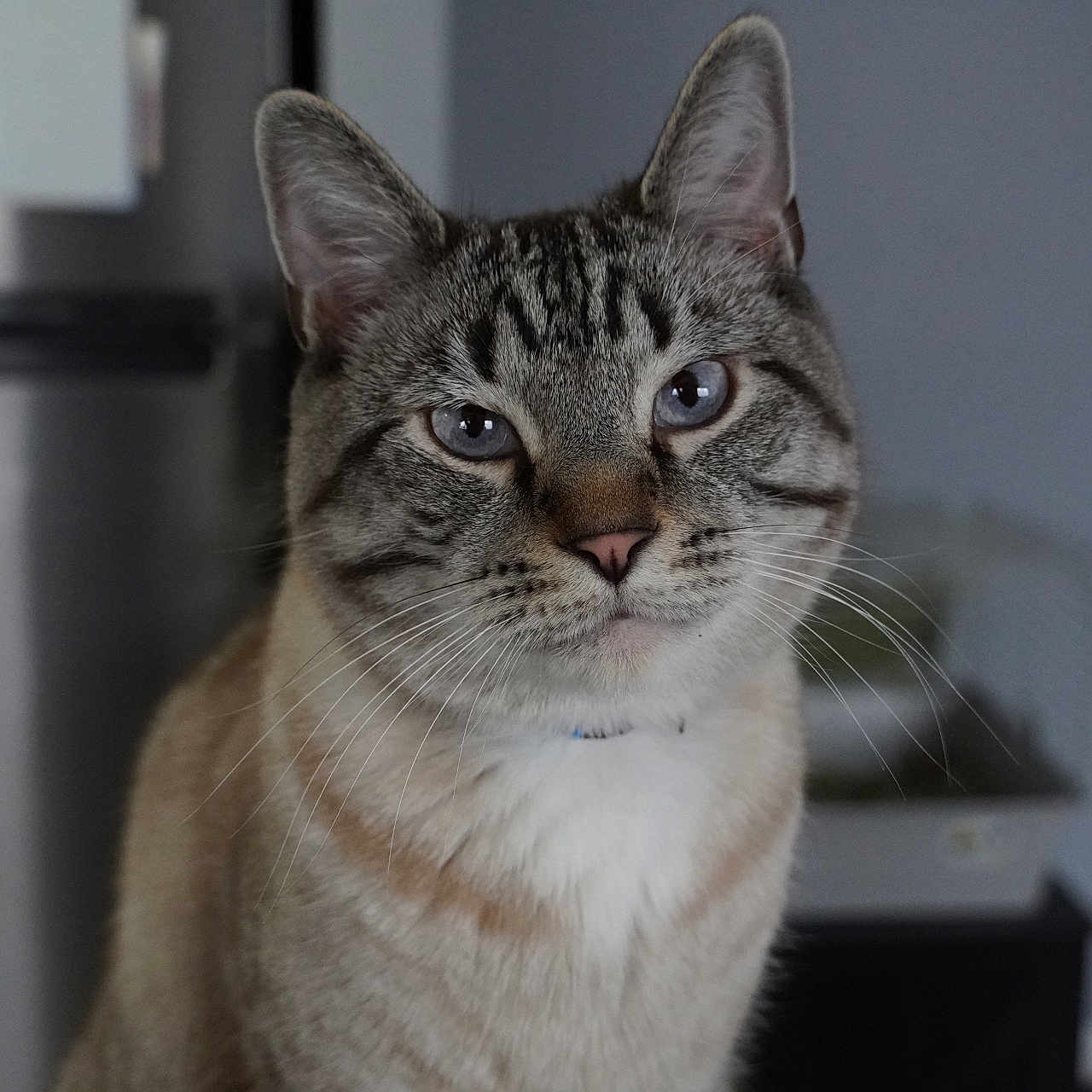 Peanut joined the competition — help win amazing prizes! animal, blue_eyes, blurred_background, calm, cat, close_up, cute, domestic_cat, face, feline, fur, household, indoor, looking, mammal, pet, portrait, sitting, striped, whiskers