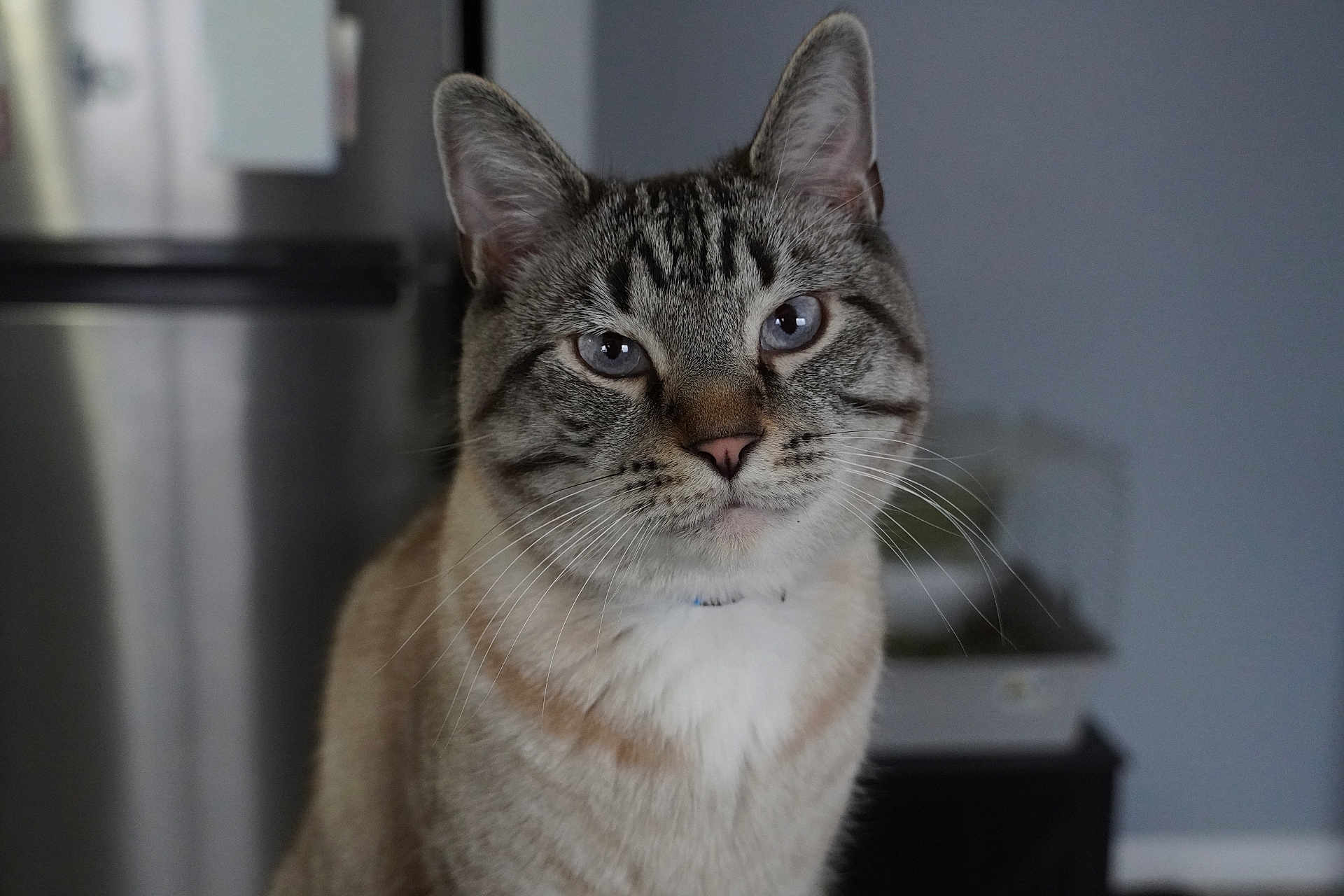 Peanut