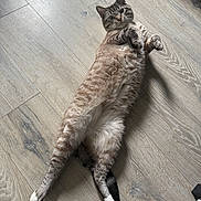 Peanut joined the competition — help win amazing prizes! cat, feline, pet, animal, lying_down, floor, wooden_floor, tabby, striped, fluffy, whiskers, paws, indoor, curious, relaxed, playful, cute, domestic_animal, fur, looking