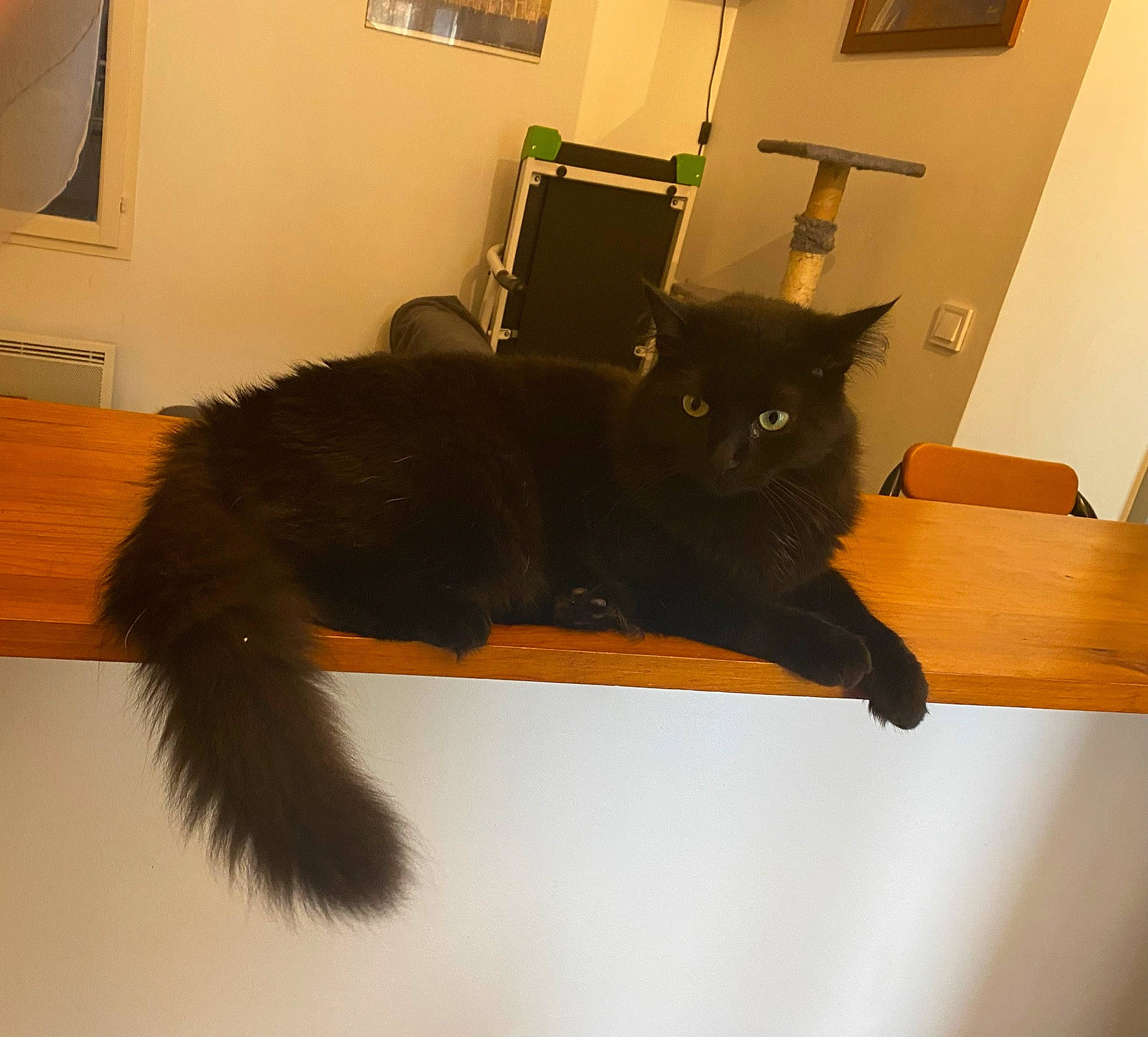 Réglisse participe au concours pour gagner de l'argent avec cette photo : black_cat, bombay, carnivore, cat, cat_supply, claw, domestic_short_haired_cat, felidae, flooring, fur, hardwood, lighting, mammal, picture_frame, room, small_to_medium_sized_cats, tail, vertebrate, whiskers, wood