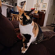 Dori Karma Ajiboye is registered to the contest to win money with this photo: cat, calico_cat, feline, pet, indoor, couch, living_room, portrait, whiskers, paws, fur, curious, eyes, sitting, cozy, home_interior, furniture, closeup, domestic, relaxed
