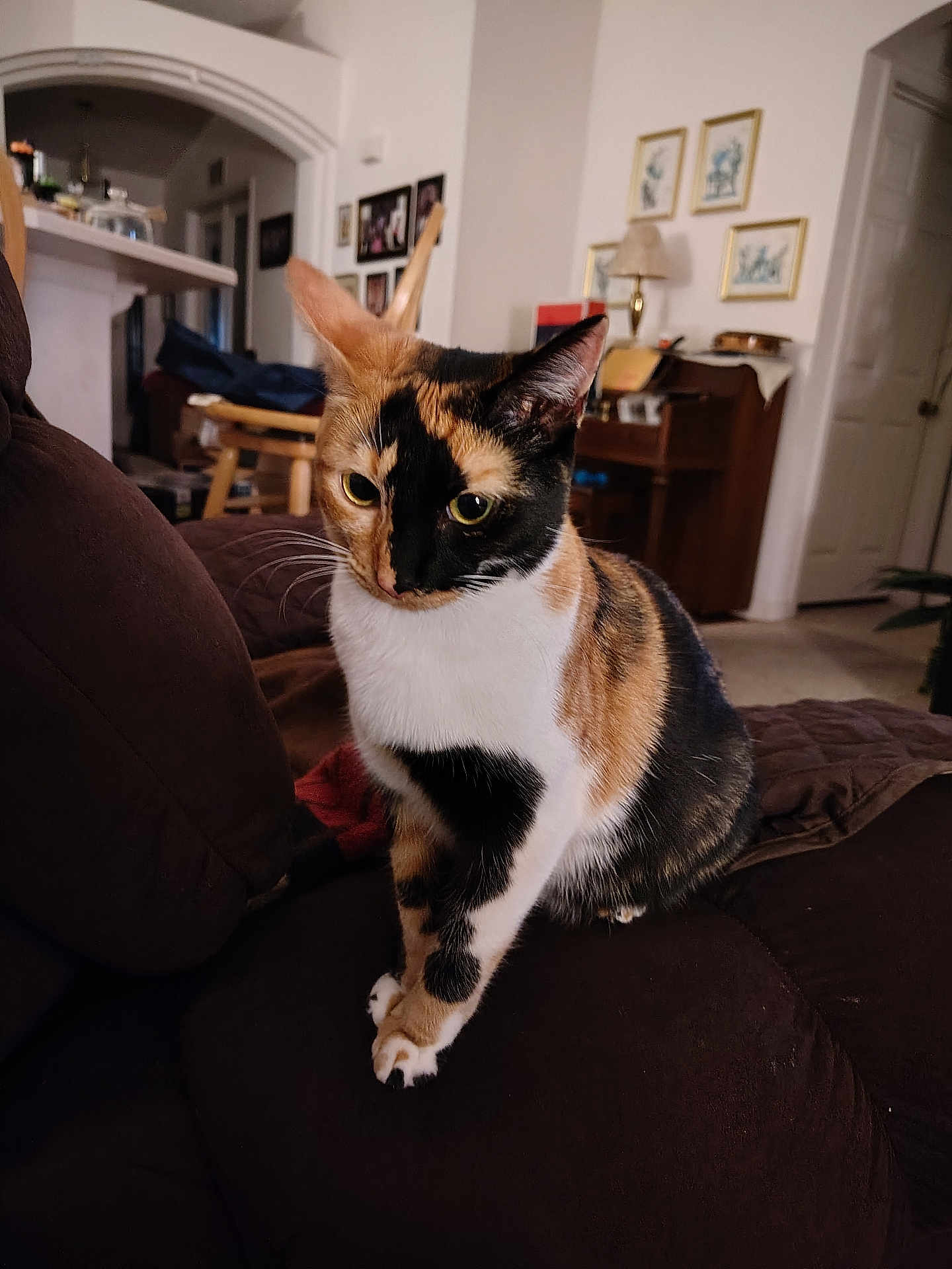 Dori Karma Ajiboye is registered to the contest to win money with this photo: cat, calico_cat, feline, pet, indoor, couch, living_room, portrait, whiskers, paws, fur, curious, eyes, sitting, cozy, home_interior, furniture, closeup, domestic, relaxed