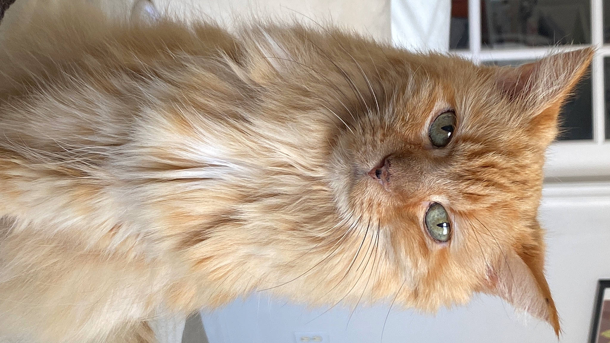 Artemis is registered to the contest to win money with this photo: british_longhair, carnivore, cat, fawn, felidae, fur, persian, small_to_medium_sized_cats, snout, tail, terrestrial_animal, whiskers