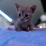 Simba joined the competition — help win amazing prizes! adorable, animal, baby_cat, blanket, cat, closeup, curious, cute, domestic_animal, feline, fur, indoor, kitten, mammal, orange_cat, pet, small, soft, whiskers, young