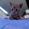 adorable, animal, baby_cat, blanket, cat, closeup, curious, cute, domestic_animal, feline, fur, indoor, kitten, mammal, orange_cat, pet, small, soft, whiskers, young