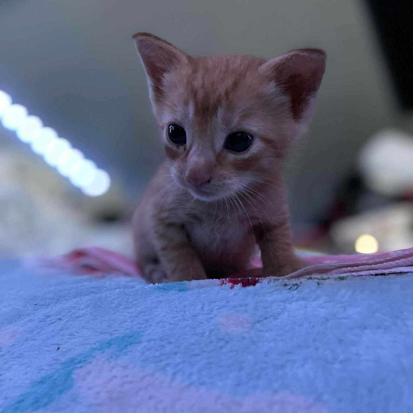 Simba
