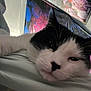 animal, bed, bedroom, cat, computerhardware, cushion, electronics, face, furniture, hardware, head, homedecor, kitten, monitor, person, pet, photography, portrait, screen, sleeping