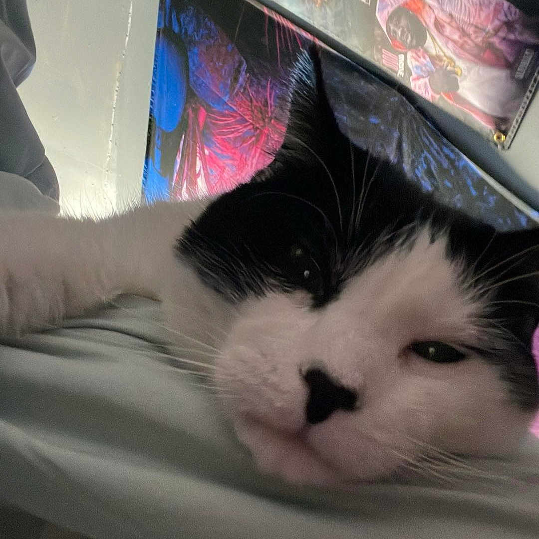 Oreo is registered to the contest to win money with this photo: animal, bed, bedroom, cat, computerhardware, cushion, electronics, face, furniture, hardware, head, homedecor, kitten, monitor, person, pet, photography, portrait, screen, sleeping