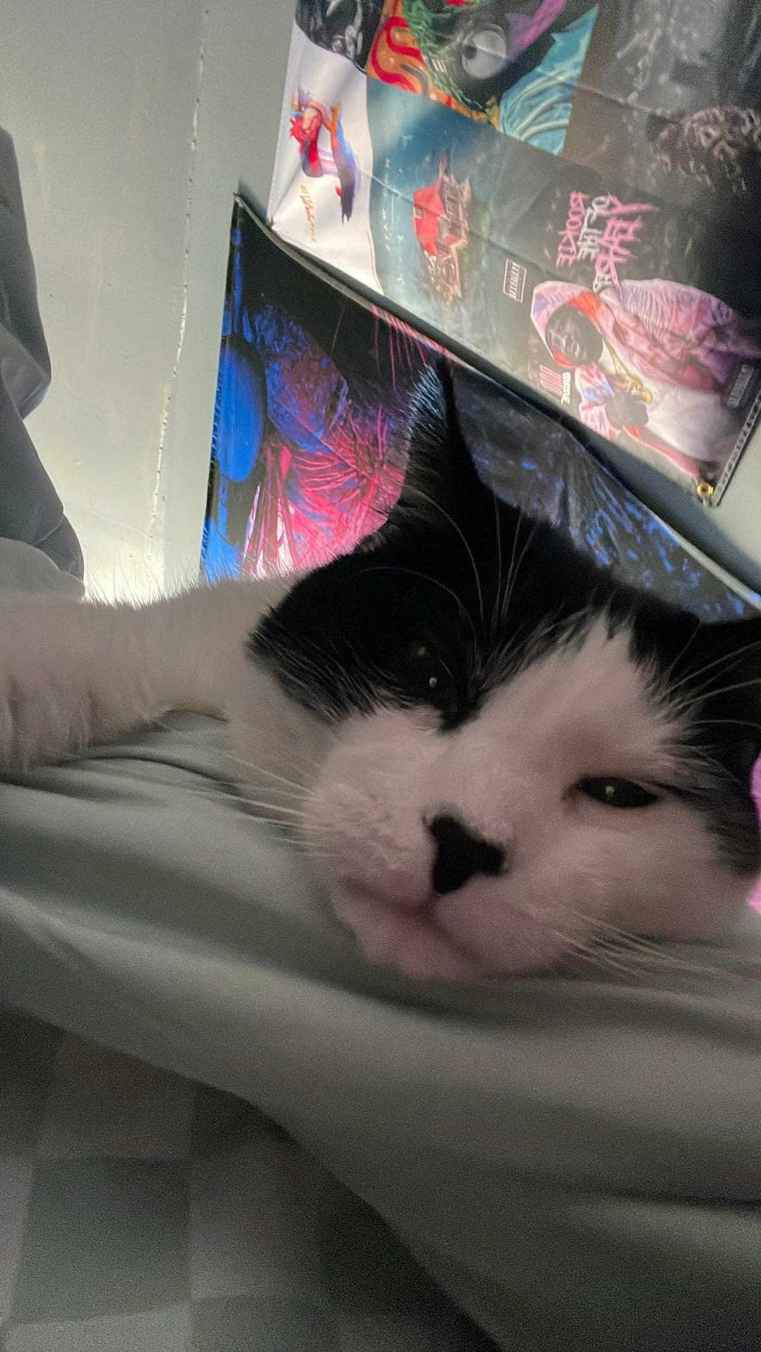 Oreo is registered to the contest to win money with this photo: animal, bed, bedroom, cat, computerhardware, cushion, electronics, face, furniture, hardware, head, homedecor, kitten, monitor, person, pet, photography, portrait, screen, sleeping