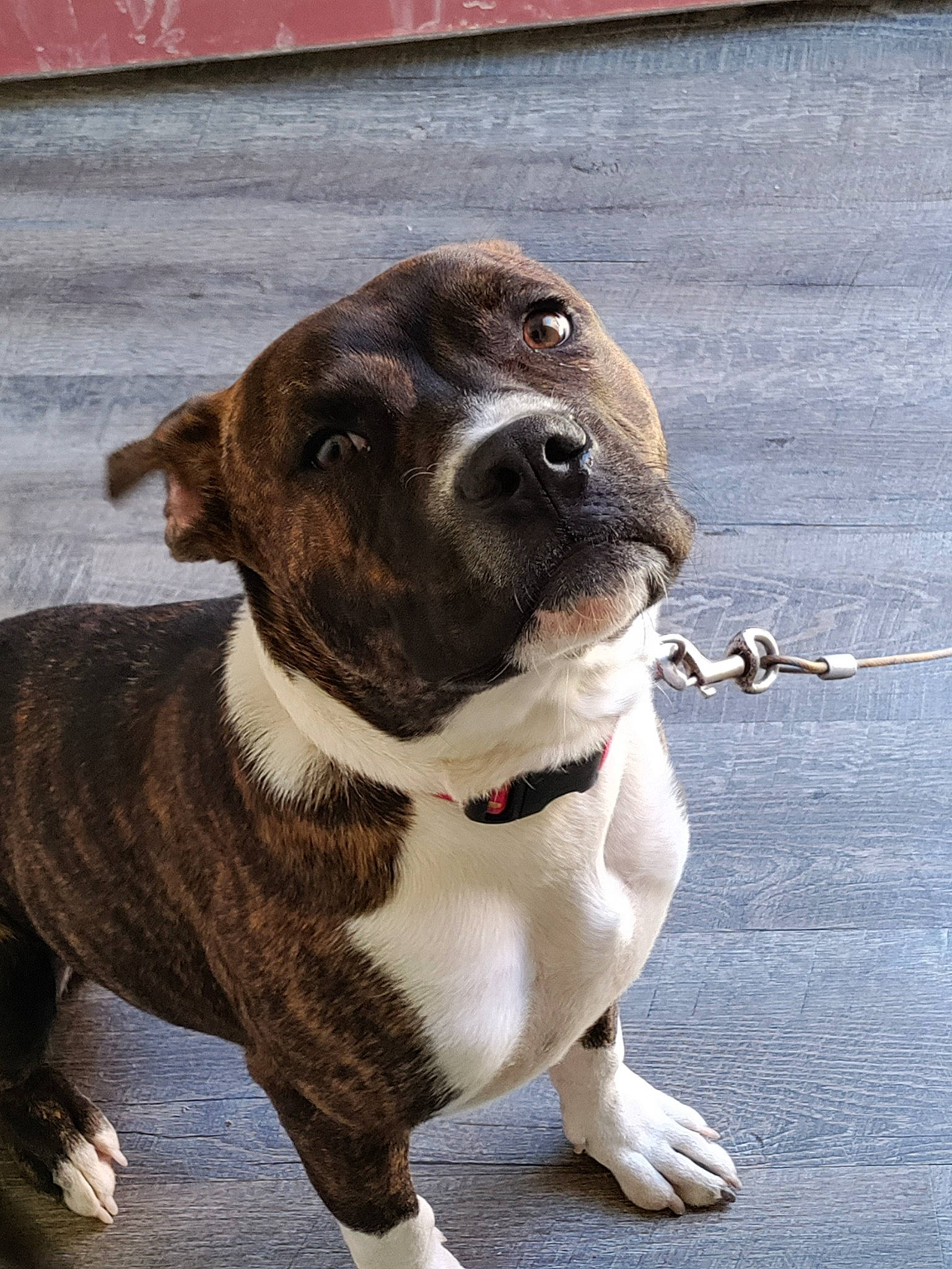 Tiger joined the competition — help win amazing prizes! ancient_dog_breeds, canidae, carnivore, collar, companion_dog, concrete, dog, dog_breed, dog_collar, fur, giant_dog_breed, leash, liver, non_sporting_group, pet_supply, sporting_group, terrestrial_animal, whiskers, working_animal, working_dog