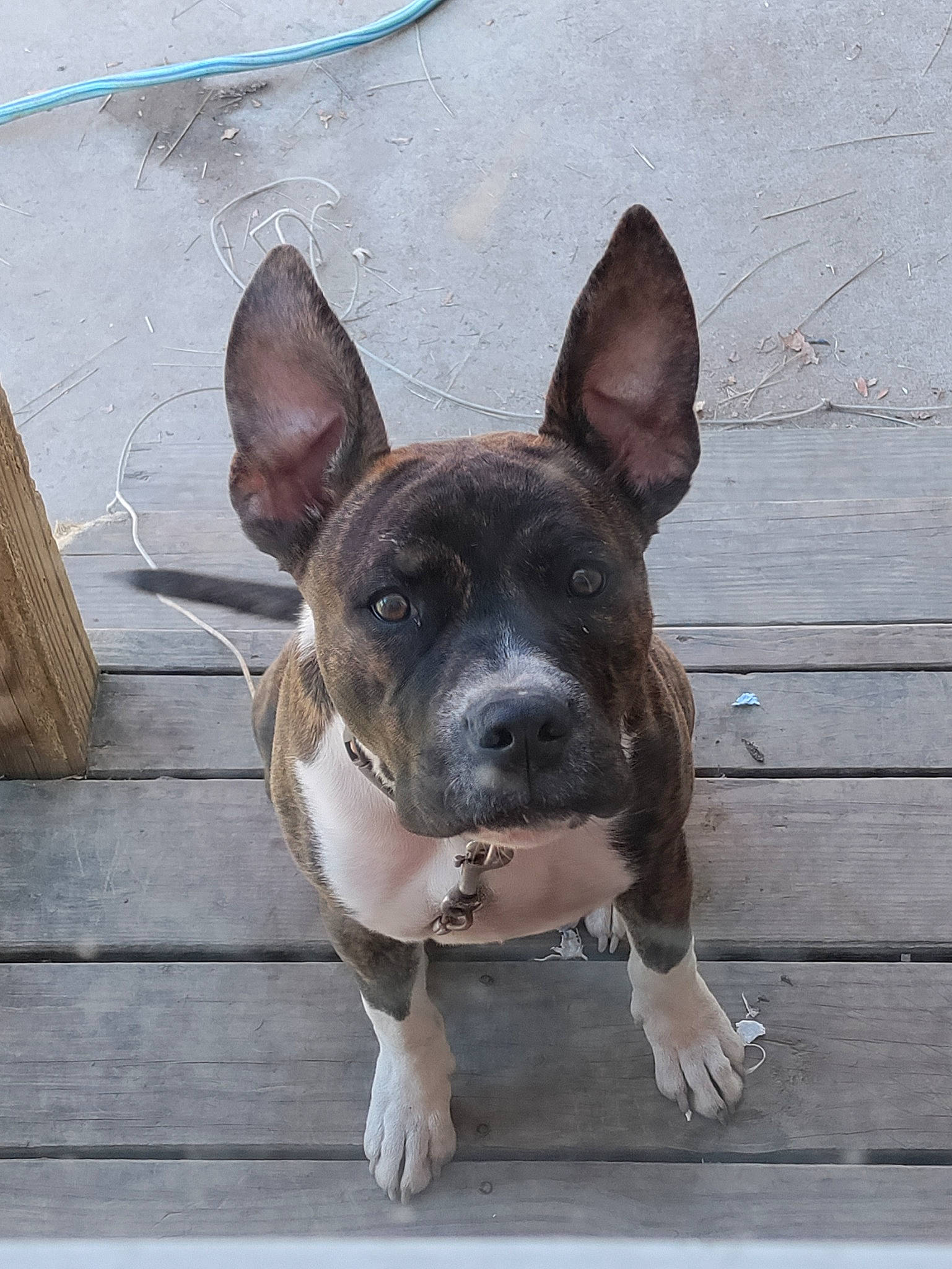 Tiger is registered to the contest to win money with this photo: canidae, carnivore, collar, companion_dog, dog, dog_breed, dog_collar, fawn, flooring, french_bulldog, hardwood, liver, non_sporting_group, plank, snout, sporting_group, whiskers, wood, wood_stain, working_animal