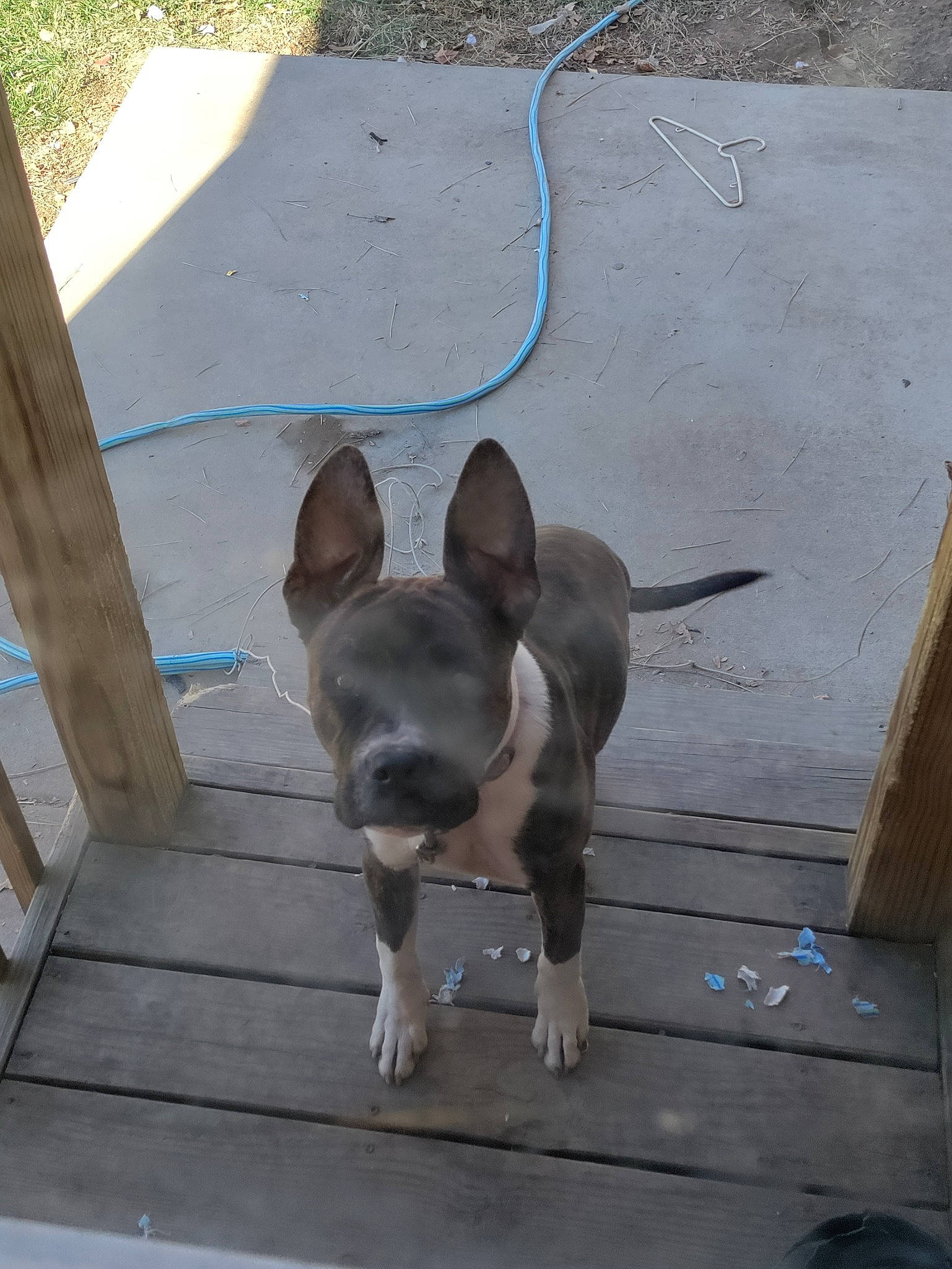 Tiger joined the competition — help win amazing prizes! bulldog, carnivore, companion_dog, dog, dog_breed, ear, fawn, floor, flooring, grass, grey, paw, pet_supply, road_surface, snout, tail, toy_dog, whiskers, wood, working_animal