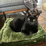Jasper joined the competition — help win amazing prizes! animal, black_cat, blanket, cat, cozy, cushion, domestic, floor, floor_tiles, furniture, green_cushion, home, indoor, looking_at_camera, pet, relaxing, resting, shoe, slippers, yellow_eyes