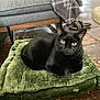 animal, black_cat, blanket, cat, cozy, cushion, domestic, floor, floor_tiles, furniture, green_cushion, home, indoor, looking_at_camera, pet, relaxing, resting, shoe, slippers, yellow_eyes