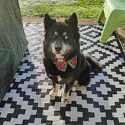 Thalia a rejoint le concours — aidez-le/la à gagner de superbes lots ! dog, heterochromia, bow_tie, black_and_white, outdoor, rug, grass, chair, sunlight, pet, animal, sitting, patterned_rug, holiday, cute, fur, ears, nose, paw, attentive