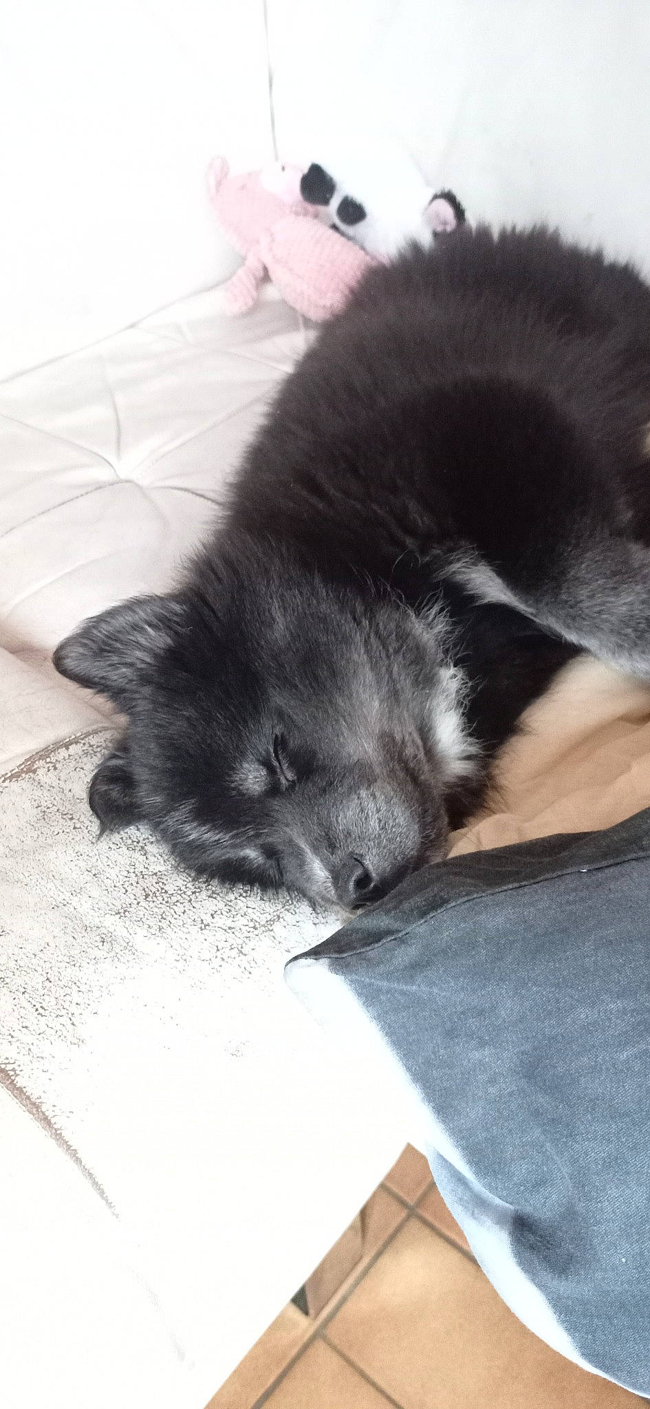 Thalia a rejoint le concours — aidez-le/la à gagner de superbes lots ! black_cat, canidae, carnivore, cat, claw, cloud, comfort, companion_dog, dog_breed, domestic_short_haired_cat, felidae, flooring, foot, fur, human_leg, paw, small_to_medium_sized_cats, tail, terrestrial_animal, whiskers