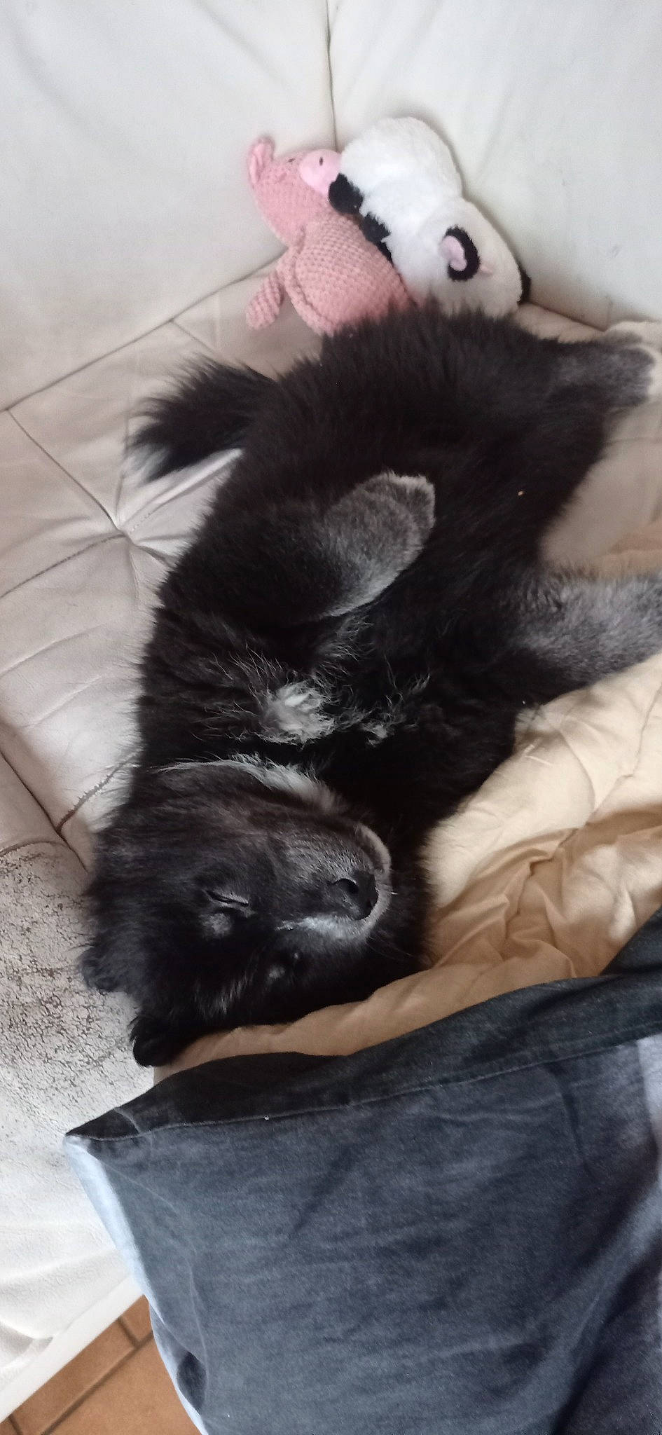 Thalia participe au concours pour gagner de l'argent avec cette photo : canidae, carnivore, claw, comfort, companion_dog, dog_breed, felidae, flooring, foot, fur, human_leg, mammal, nap, paw, sleep, small_to_medium_sized_cats, sporting_group, tail, vertebrate, whiskers