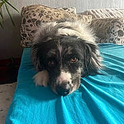 Sana participe au concours pour gagner de l'argent avec cette photo : dog, black_and_white, lying_down, blanket, blue, couch, pillow, indoor, pet, fur, animal, relaxed, face, expression, home, cozy, living_room, closeup, portrait, resting
