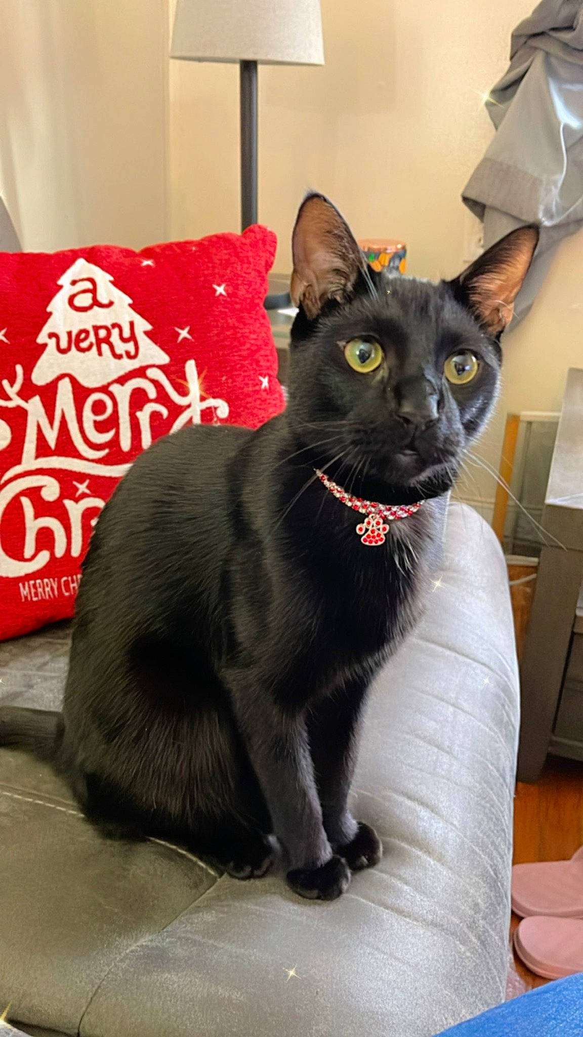 T'Challa is registered to the contest to win money with this photo: black_cat, bombay, box, carnivore, cat, cat_supply, claw, comfort, domestic_short_haired_cat, felidae, fur, grey, havana_brown, pet_supply, plant, small_to_medium_sized_cats, snout, tail, terrestrial_animal, whiskers