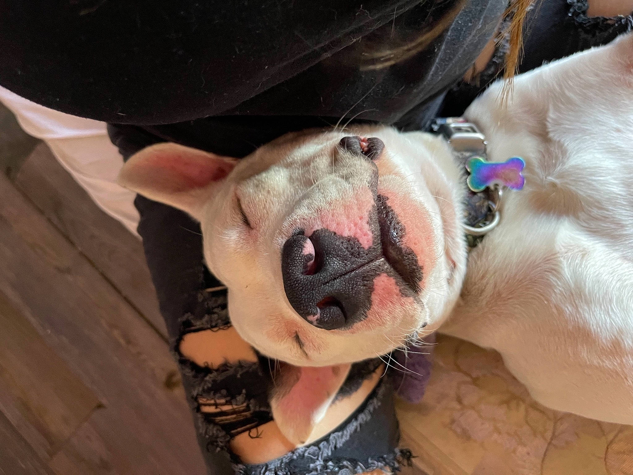 Carlos is registered to the contest to win money with this photo: baseball_cap, canidae, cap, carnivore, collar, companion_dog, dog, dog_breed, dog_collar, dog_supply, eyewear, fashion_accessory, fawn, leash, pet_supply, snout, sporting_group, sunglasses, working_animal, wrinkle