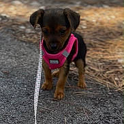 Bloom a rejoint le concours — aidez-le/la à gagner de superbes lots ! puppy, dog, small_dog, brown_fur, black_fur, pink_harness, leash, standing, outdoor, driveway, pavement, ground, woodland, cute, pet, canine, portrait, front_view, animal, walk