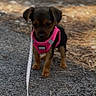 puppy, dog, small_dog, brown_fur, black_fur, pink_harness, leash, standing, outdoor, driveway, pavement, ground, woodland, cute, pet, canine, portrait, front_view, animal, walk