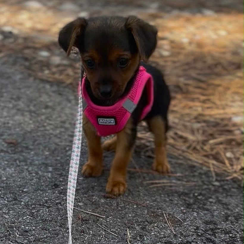 Bloom a rejoint le concours — aidez-le/la à gagner de superbes lots ! puppy, dog, small_dog, brown_fur, black_fur, pink_harness, leash, standing, outdoor, driveway, pavement, ground, woodland, cute, pet, canine, portrait, front_view, animal, walk