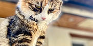 Harmony participe au concours pour gagner de l'argent avec cette photo : cat, fluffy, fur, animal, pet, closeup, outdoor, portrait, whiskers, ears, paws, eyes, cute, tabby, mammal, feline, domestic, soft, calm, nature