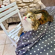 Harmony participe au concours pour gagner de l'argent avec cette photo : cat, fluffy_cat, yellow_eyes, polka_dot, fabric, table, white_chair, stone_wall, outdoor, curious, pet, fur, animal, domestic_cat, resting, looking_up, cozy, sunlight, home_garden, relaxed