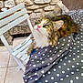 cat, fluffy_cat, yellow_eyes, polka_dot, fabric, table, white_chair, stone_wall, outdoor, curious, pet, fur, animal, domestic_cat, resting, looking_up, cozy, sunlight, home_garden, relaxed