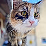 Harmony a rejoint le concours — aidez-le/la à gagner de superbes lots ! cat, tabby, close_up, yellow_eyes, pink_nose, whiskers, fur, outdoor, blurred_background, curious, pet, animal, portrait, mammal, face, ears, daylight, nature, focus