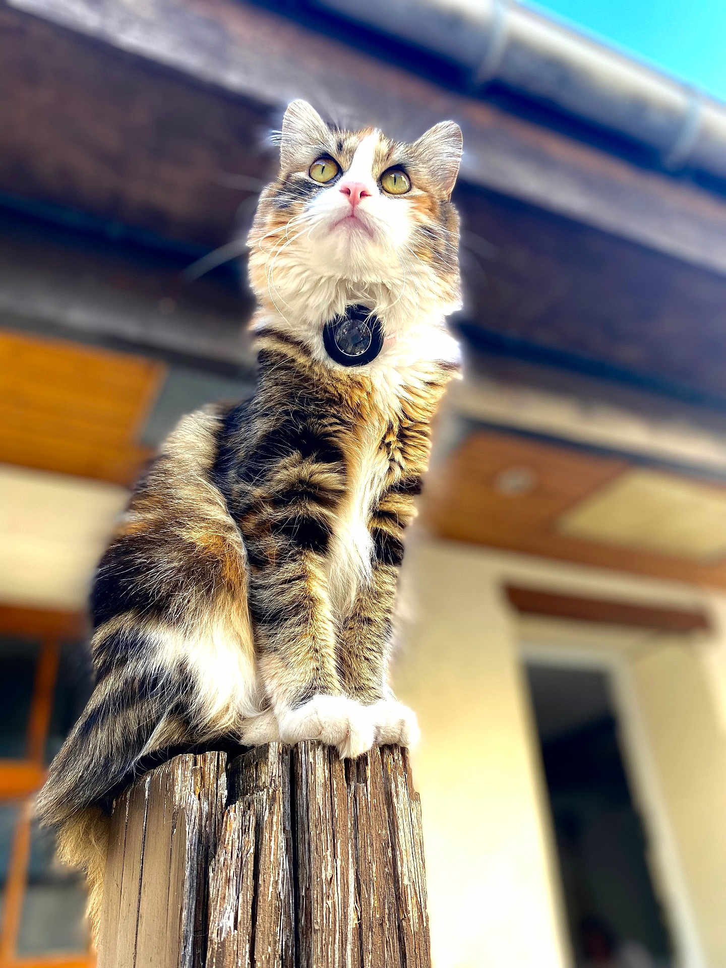 Harmony participe au concours pour gagner de l'argent avec cette photo : cat, tabby, animal, pet, fur, outdoor, wood, post, collar, curious, perched, closeup, portrait, feline, whiskers, ears, eyes, nature, soft_focus, daylight