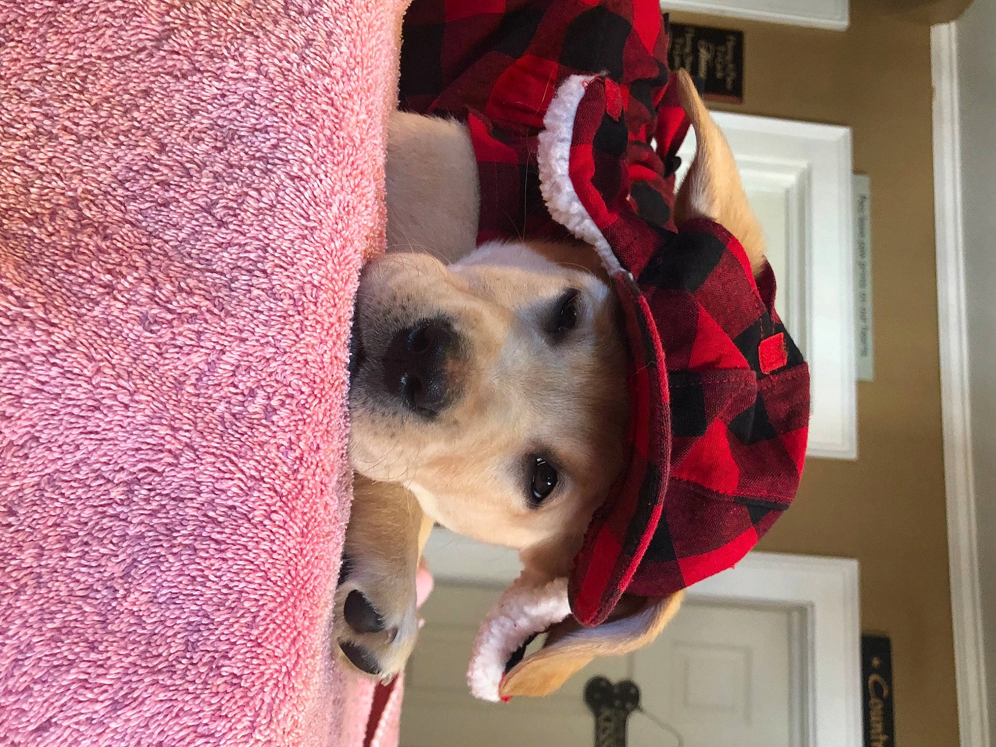 Easton joined the competition — help win amazing prizes! carnivore, collar, comfort, companion_dog, dog, dog_breed, dog_collar, dog_supply, door, fawn, fur, head, pet_supply, plaid, room, selfie, snout, sporting_group, tartan, working_animal