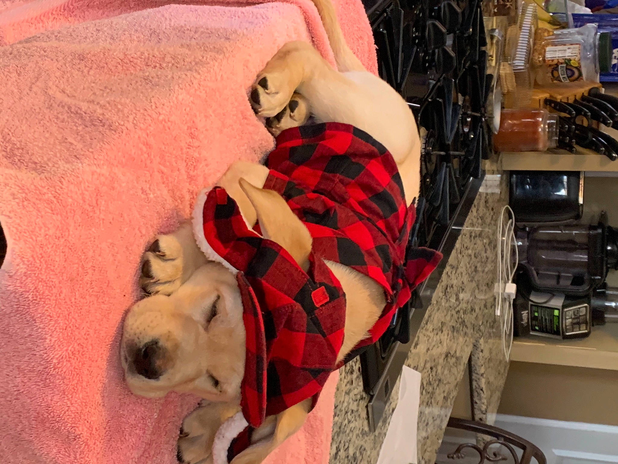 Easton is registered to the contest to win money with this photo: bag, carmine, carnivore, comfort, companion_dog, dog, dog_breed, dog_supply, dress, eyewear, fashion_accessory, fawn, fur, mammal, pattern, plaid, tartan, vertebrate, waist, working_animal