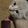 animal, blue_eyes, cat, close_up, companion, curious, cute, domestic_animal, feline, fur, human_hand, indoor, kitten, looking_up, pet, soft_texture, touch, whiskers, white_fur, young_cat