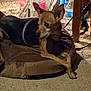 animal, brown, carpet, companion, dog, domestic, furniture, glass_enclosure, home, indoor, looking_away, pet, pet_bed, purple_collar, relaxed, resting, side_view, small_dog, table_leg, water_bottle