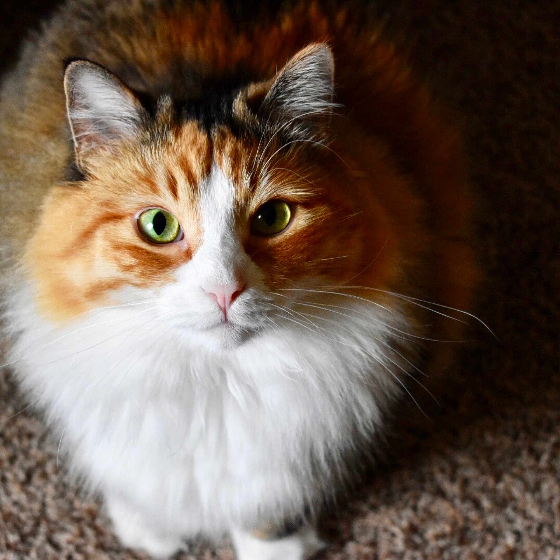 Velma joined the competition — help win amazing prizes! aegean_cat, british_semi_longhair, cat, cat_like_mammal, close_up, cymric, domestic_long_haired_cat, domestic_short_haired_cat, eye, fauna, fur, kitten, kurilian_bobtail, mammal, norwegian_forest_cat, ragamuffin, siberian, small_to_medium_sized_cats, snout, whiskers