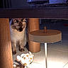 cat, plush_toy, lamp, wooden_table, floor_tile, curious, blue_eyes, indoor, pet, furniture_leg, soft_toy, lighting, shadow, animal, playful, cozy, home, domestic, quiet, evening