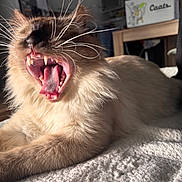 Simboush a rejoint le concours — aidez-le/la à gagner de superbes lots ! cat, yawning, close_up, indoor, fluffy, whiskers, teeth, tongue, fur, pet, animal, relaxed, cozy, bed, home, feline, cute, mammal, mouth_open, sleepy