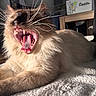 cat, yawning, close_up, indoor, fluffy, whiskers, teeth, tongue, fur, pet, animal, relaxed, cozy, bed, home, feline, cute, mammal, mouth_open, sleepy