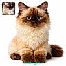 animal, blue_eyes, brown_face, brown_paws, cat, closeup, cream_color, cute, domestic_cat, feline, fluffy_fur, isolated, long_hair, pet, photography, portrait, sitting, small_inset, website_text, white_background