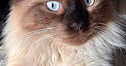 Simboush participe au concours pour gagner de l'argent avec cette photo : cat, fluffy, blue_eyes, portrait, close_up, feline, whiskers, soft_fur, indoor, pet, animal, cute, mammal, alert, ears, nose, face, light, shadow, domestic_cat