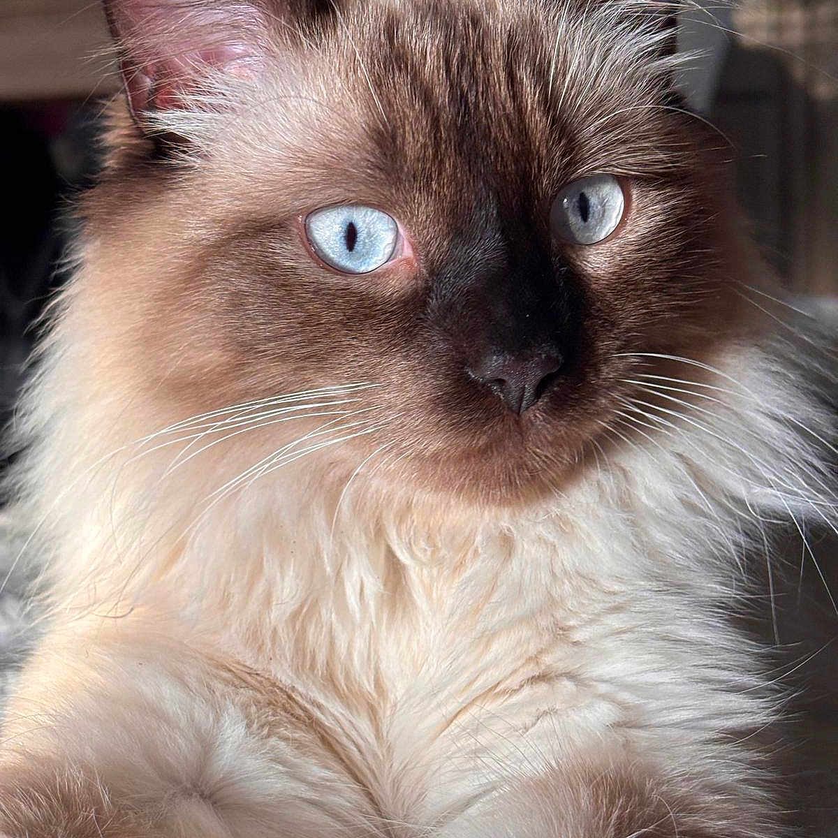 Simboush participe au concours pour gagner de l'argent avec cette photo : cat, fluffy, blue_eyes, portrait, close_up, feline, whiskers, soft_fur, indoor, pet, animal, cute, mammal, alert, ears, nose, face, light, shadow, domestic_cat