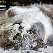 Shadow participe au concours pour gagner de l'argent avec cette photo : cat, gray_cat, white_fur, amber_eyes, whiskers, lying_down, upside_down, carpet, indoor, pet, close_up, feline, cute, fur, animal, relaxed, domestic_cat, face, portrait, mammal